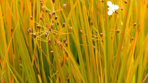 How To Care For Libertia In Summer.