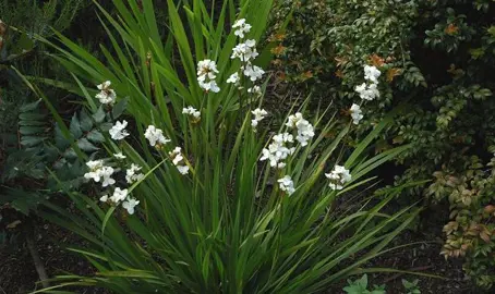 How To Care For Libertia In Winter.