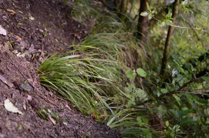 Are Libertia Good For Controlling Erosion?