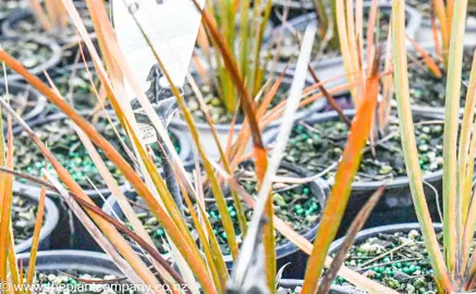 Libertia Leaf Tips Dying.