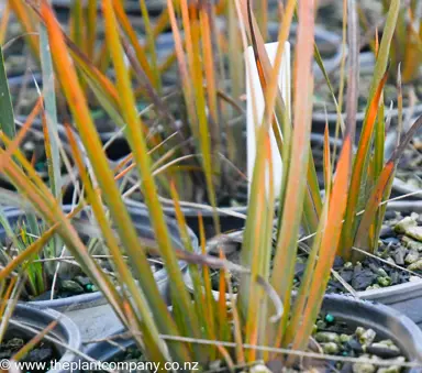 What Is Causing The Libertia Leaves To Yellow?