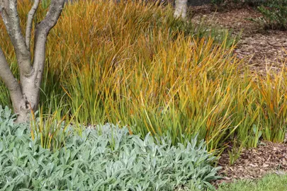 Why Is My Libertia Not Flowering?