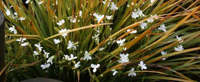 Libertia Plants.