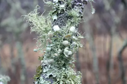 How To Treat Lichen On Azaleas.