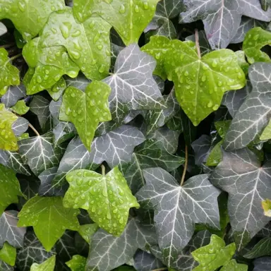 What Is The Lifespan Of Hedera?