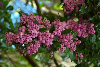 Lilly Pilly’s In The Plant Company’s Database .