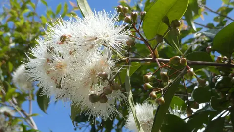 Do Lilly Pilly’s Flower?