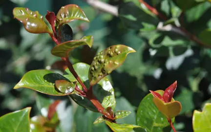 What Is Causing The Lilly Pilly Leaves To Have Bumps?