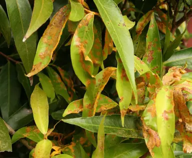 What Is Causing The Lilly Pilly Leaves To Yellow?