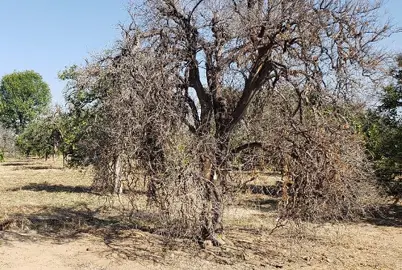 Why Is My Lime Tree Dying?