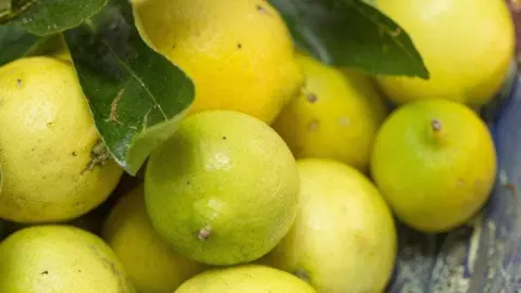 What Is The Difference Between Lime Varieties?