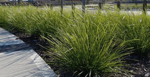 What Is The Difference Between Lomandra Tanika And Lime Tuff?