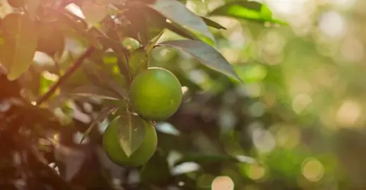 How To Care For Limes In Autumn.