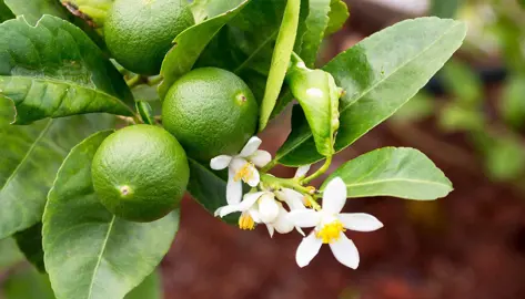 How To Care For Limes In Spring.