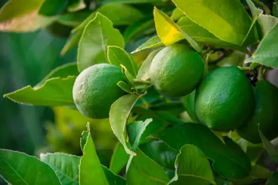 How To Care For Limes In Winter.