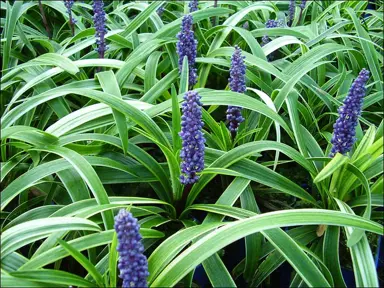 Liriope In The Plant Company’s Database.