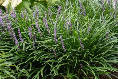 Do Liriope Make Good Ground Cover Plants?