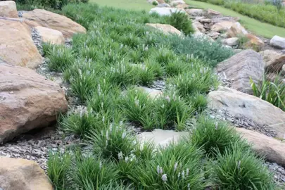 Can Liriope Be Grown In Coastal Environments?