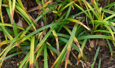 Liriope Leaf Spotting.