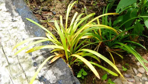 What Is Causing The Liriope Leaves To Yellow?