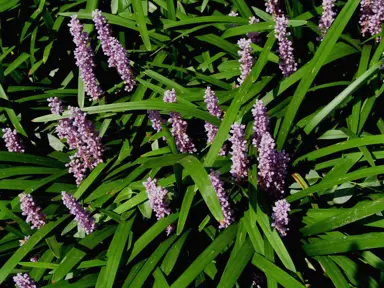 Liriope Muscari Majestic Information.