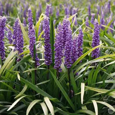 Liriope Muscari Characteristics.