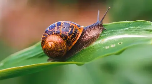 Common Liriope Pests.