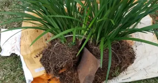 How To Propagate Liriope.