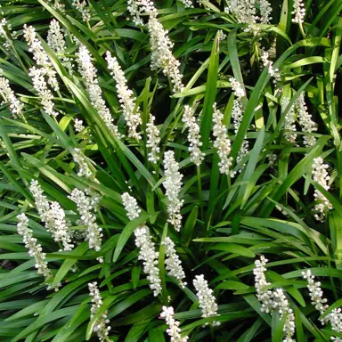 What Is The Difference Between Liriope Spicata And Liriope Muscari?