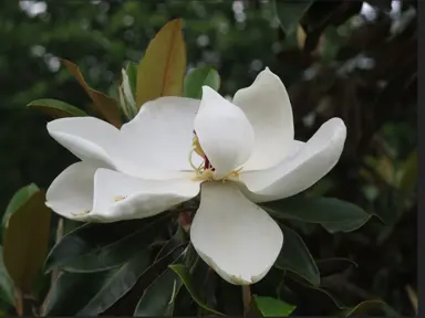 Caring for Little Gem Magnolia.