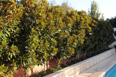 Using Little Gem Magnolia as a Hedge.