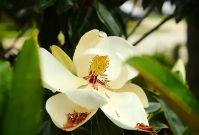 Common Little Gem Magnolia Problems.