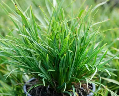 What Is A Lomandra Alternative?