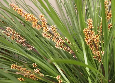 What Are The Benefits Of Growing Lomandra?