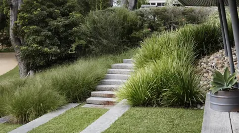 Design Ideas For Lomandra.