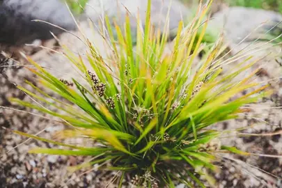 Why Is My Lomandra Plant Dying Back?