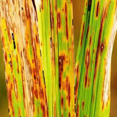 What Are The Spots On Lomandra Leaves?