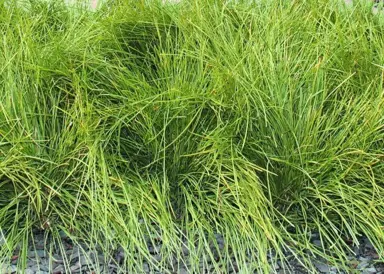 Lomandra Evergreen Baby Characteristics.