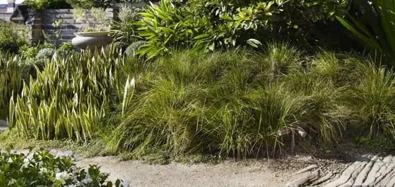 Can Lomandra Be Grown In Coastal Environments?