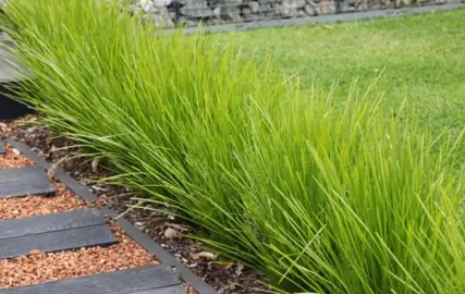 How Fast Do Lomandra Grow?