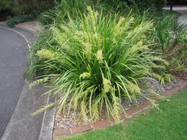 What Is The Difference Between Lomandra Hystrix And Longifolia?
