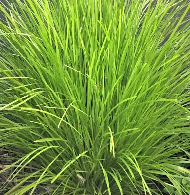 Is Lomandra Lime Tuff The Best Variety In NZ?