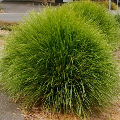 Common Lomandra Lime Tuff Problems.