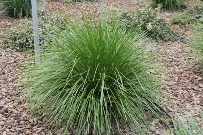 How Big Do Lomandra Lime Tuff Grow?