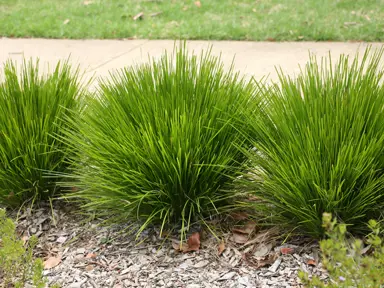 Lomandra Lime Tuff Plant Spacing.