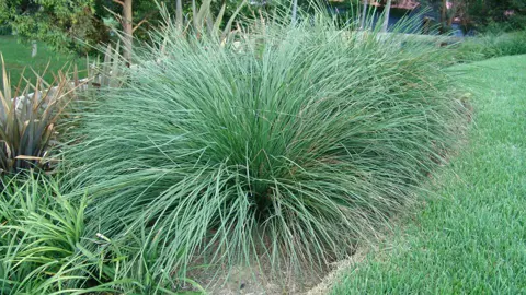 Why Is Lomandra Nyalla So Popular?