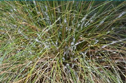 Common Lomandra Pests.