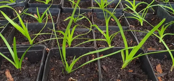 How To Grow Lomandra From Seed.
