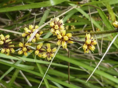 Lomandra Tanika Care.