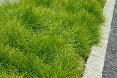 Lomandra Variety Recommendations.